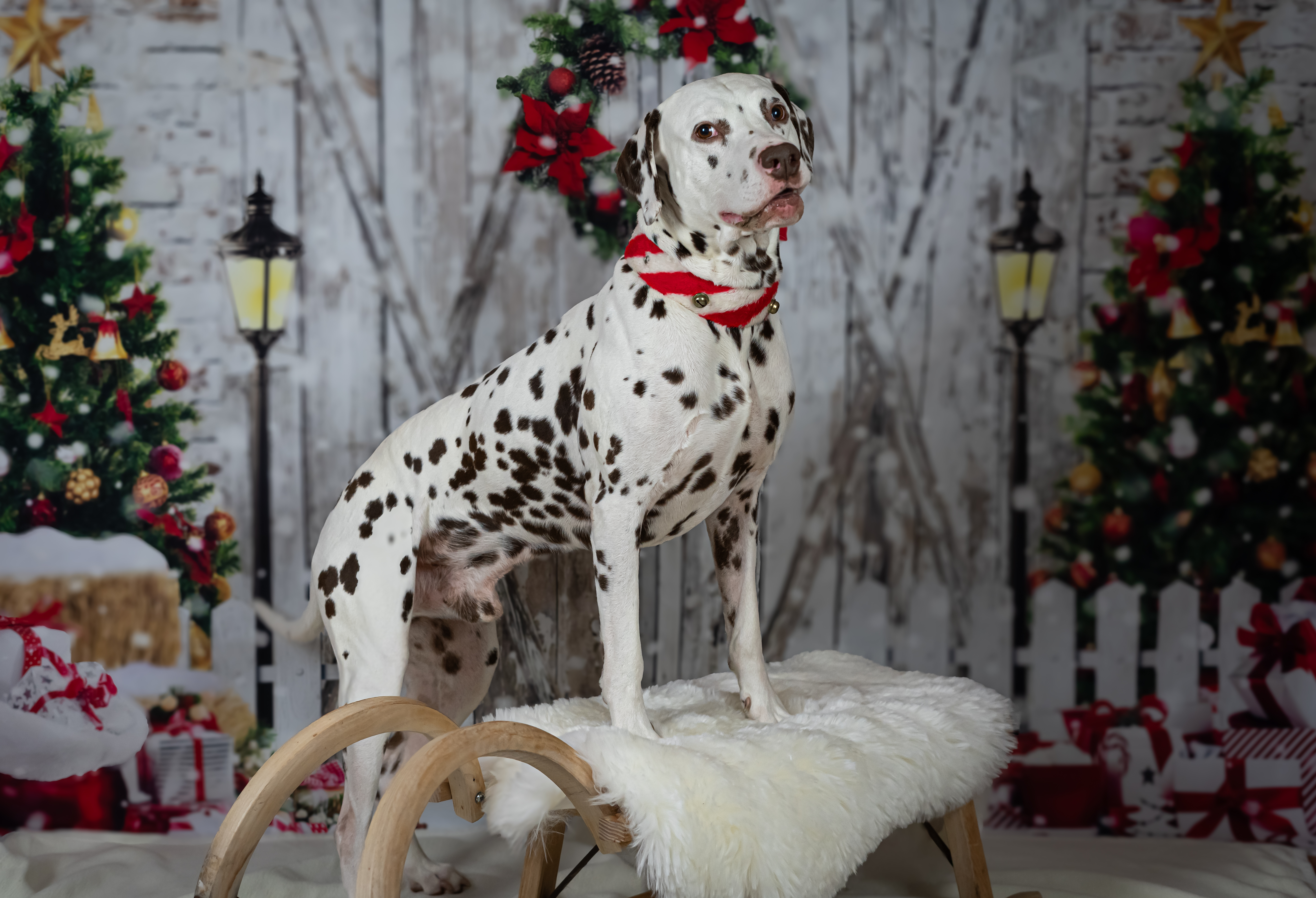 Foto 29.11.19 22 17 46