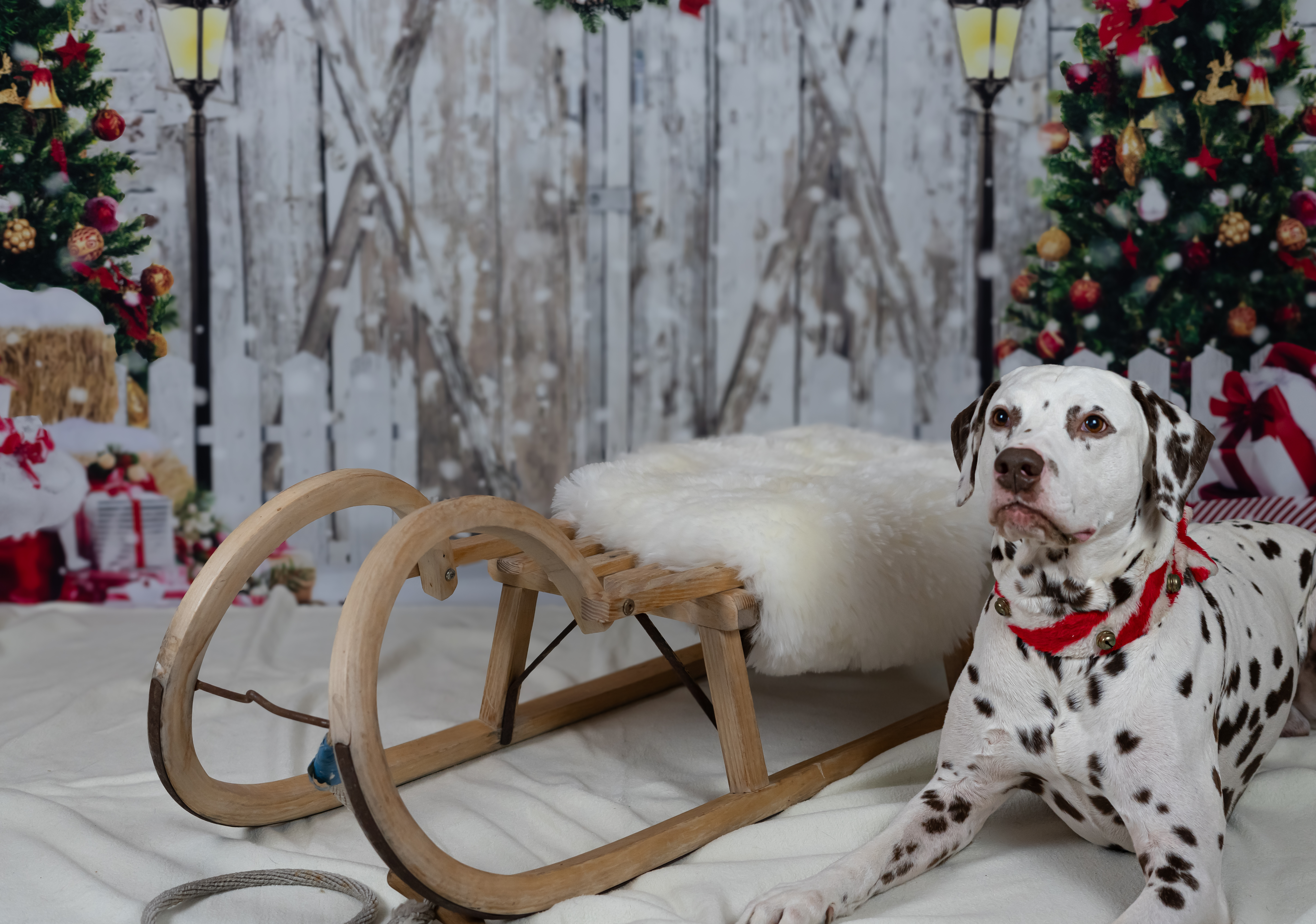 Foto 29.11.19 22 18 42