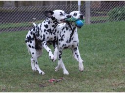 Basima vom Hause Fiedanu