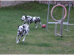 Basima vom Hause Fiedanu