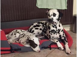 Basima vom Hause Fiedanu