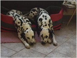 Basima vom Hause Fiedanu