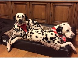 Basima vom Hause Fiedanu