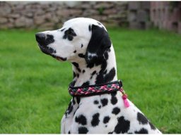 Basima vom Hause Fiedanu