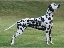 Basima vom Hause Fiedanu