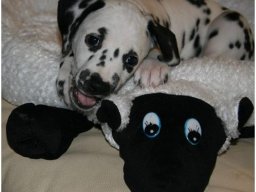 Basima vom Hause Fiedanu