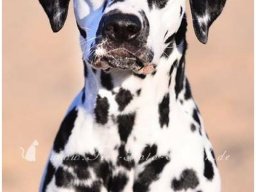 Basima vom Hause Fiedanu