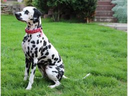 Basima vom Hause Fiedanu