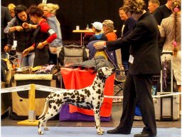 Basima vom Hause Fiedanu