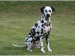 Basima vom Hause Fiedanu