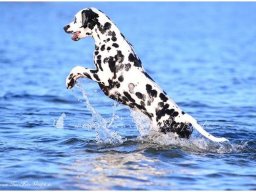 Basima vom Hause Fiedanu