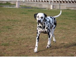 Basima vom Hause Fiedanu