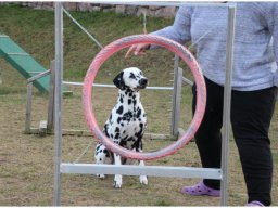 Basima vom Hause Fiedanu