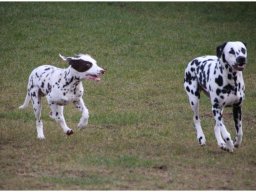 Basima vom Hause Fiedanu