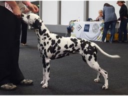 Basima vom Hause Fiedanu