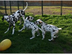 Basima vom Hause Fiedanu