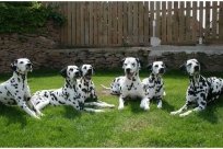 Basima vom Hause Fiedanu