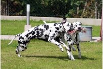 Basima vom Hause Fiedanu