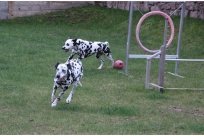 Basima vom Hause Fiedanu