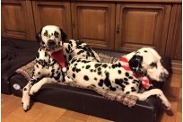 Basima vom Hause Fiedanu