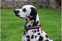 Basima vom Hause Fiedanu