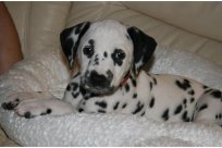 Basima vom Hause Fiedanu