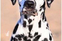 Basima vom Hause Fiedanu