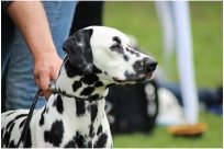 Basima vom Hause Fiedanu