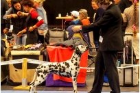 Basima vom Hause Fiedanu