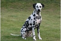 Basima vom Hause Fiedanu