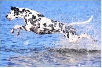 Basima vom Hause Fiedanu