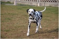 Basima vom Hause Fiedanu