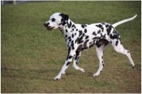 Basima vom Hause Fiedanu