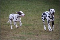 Basima vom Hause Fiedanu