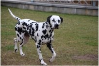 Basima vom Hause Fiedanu