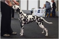 Basima vom Hause Fiedanu