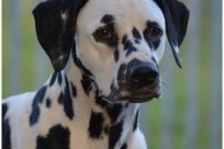 Basima vom Hause Fiedanu