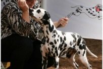 Basima vom Hause Fiedanu