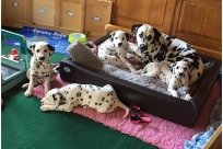 Basima vom Hause Fiedanu