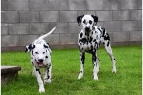 Basima vom Hause Fiedanu