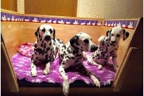 Basima vom Hause Fiedanu