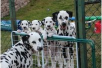 Basima vom Hause Fiedanu