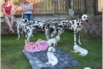 Basima vom Hause Fiedanu