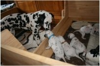 Basima vom Hause Fiedanu