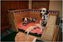 Basima vom Hause Fiedanu