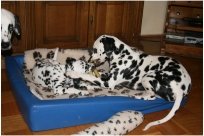 Basima vom Hause Fiedanu