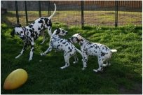 Basima vom Hause Fiedanu