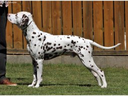 Emilio vom Hause Fiedanu