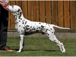 Emilio vom Hause Fiedanu