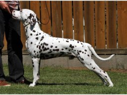 Emilio vom Hause Fiedanu